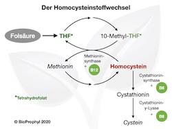 Schaubild Homocysteinstoffwechsel