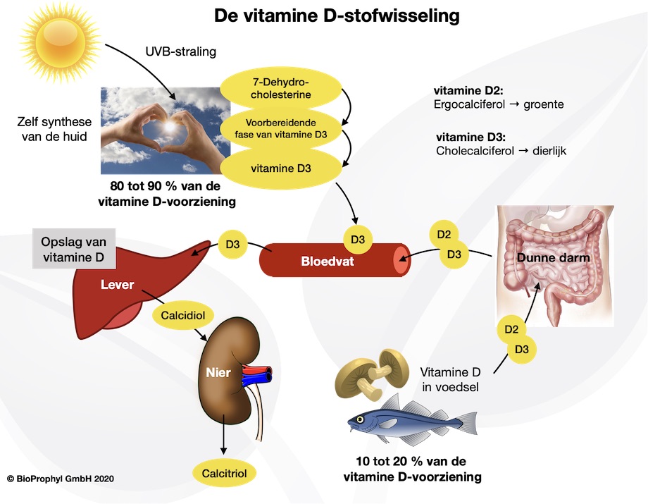 Induceren logica cement Vitamine D3 | BioProphyl