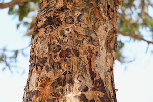 Wierook boswellia serrata